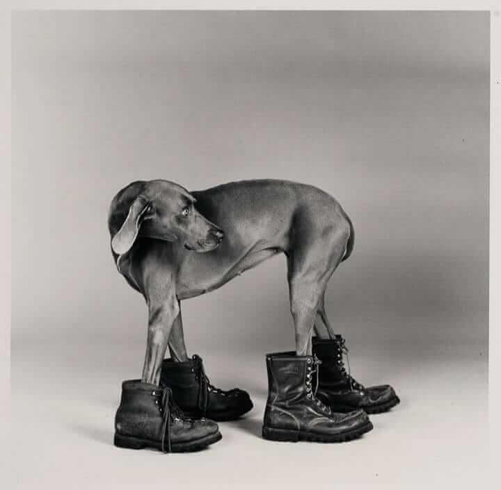 william wegman